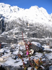 Famous flora on Carstensz Pyramid